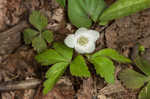 Wood anemone